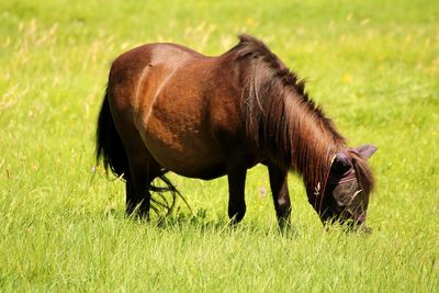 Lunch time - pony eating grass on a pasture