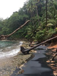 Scenic view of river amidst trees in forest