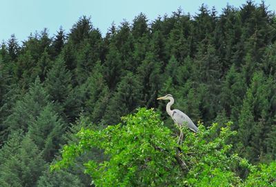 Bird perching on a tree