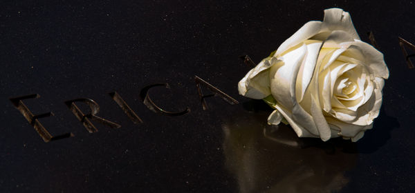 Close-up of flowers over white background