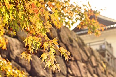 Close-up of leaves on tree trunk