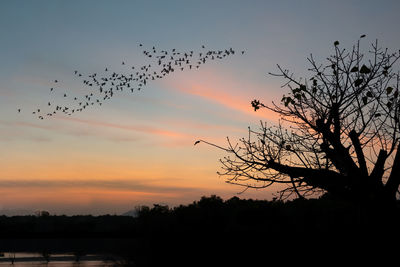 Silhouette of birds at sunset