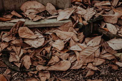 Full frame shot of dried autumn leaves on field