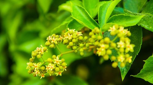 Close-up of yellow flowers