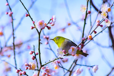 Low angle view of cherry blossoms in spring