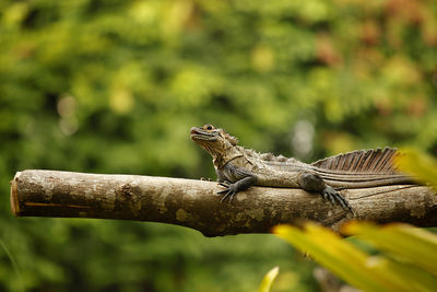 Close-up of lizard on wood