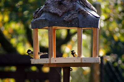 Close-up of bird perching on birdhouse