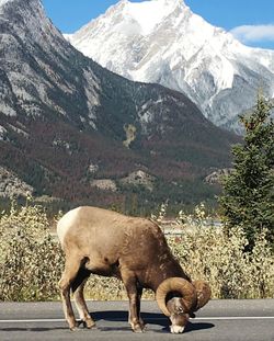 Side view of a horse on mountain