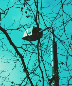 Low angle view of bird perching on bare tree against sky