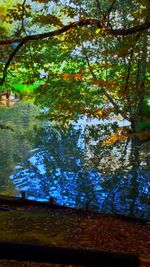 Reflection of trees in lake