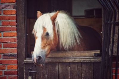 Horse in stable