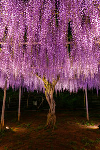 Purple flowering plants hanging on tree trunk