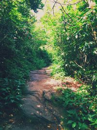 Pathway along trees in forest