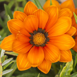 Close-up of orange flower