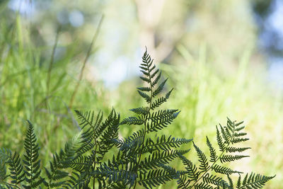 Close-up of leaves on tree