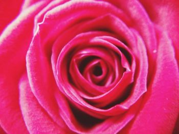 Close-up of pink rose