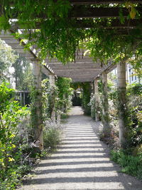 Walkway amidst plants