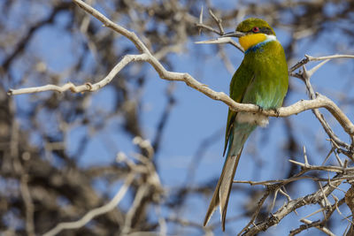 Swallow-tailed bee-eater in kgalagadi transfrontier park at the border of namibia