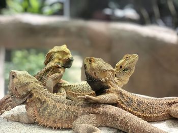 Close-up of lizard on ground