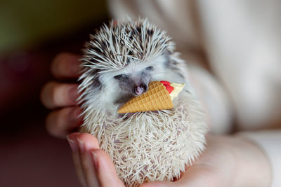 Cute funny hedgehog holds ice cream cone toy in its paws. portrait of pretty curious muzzle of anim