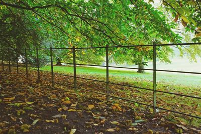 View of trees in park