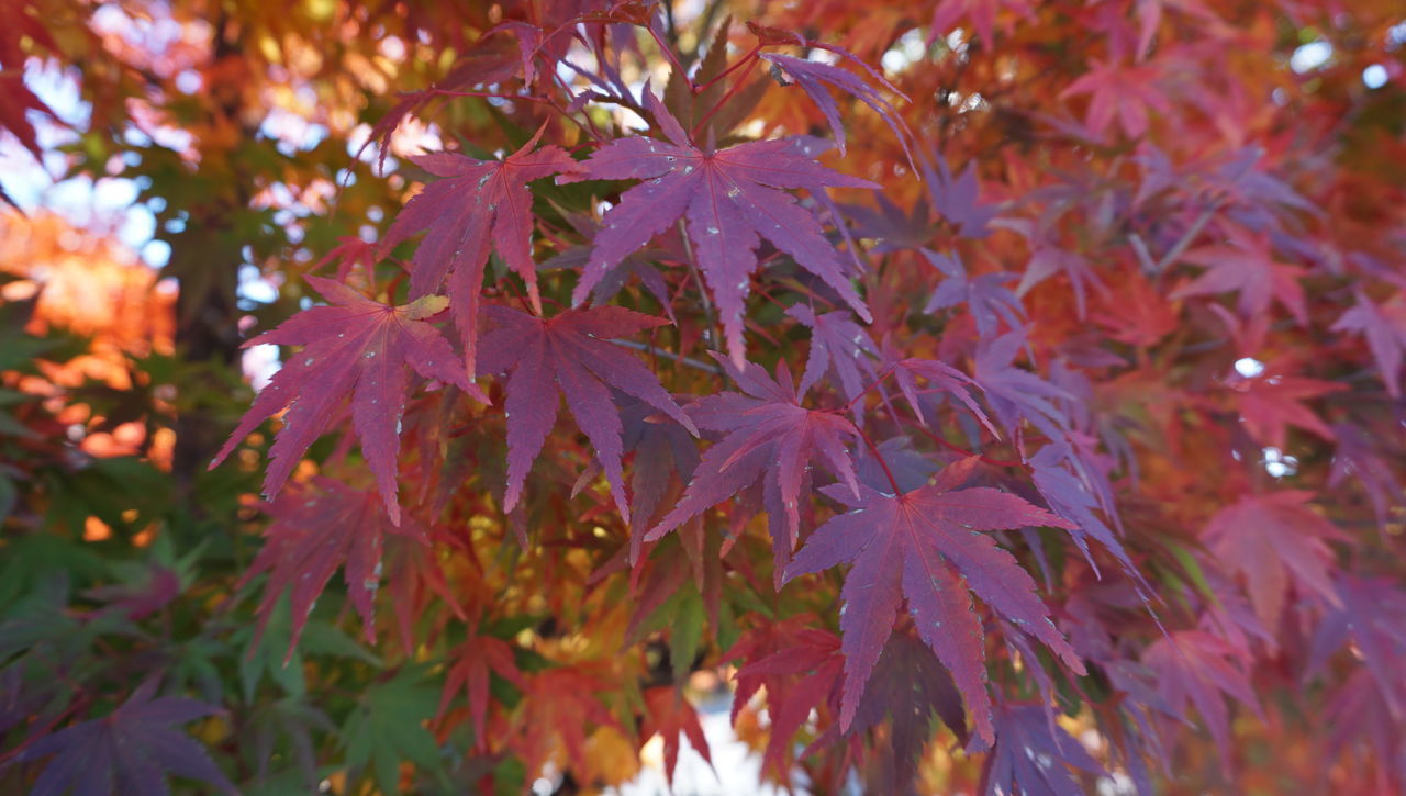 CLOSE-UP OF MAPLE TREE