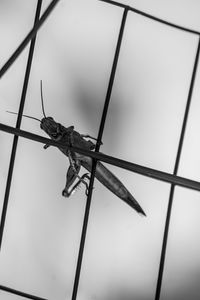 Low angle view of barbed wire against sky