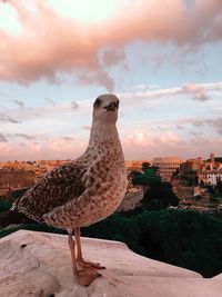 Bird perching on roof against sky during sunset