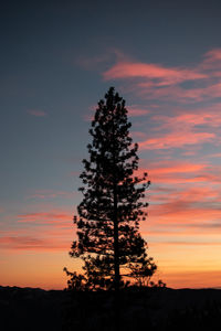 Silhouette tree on field against sky during sunset