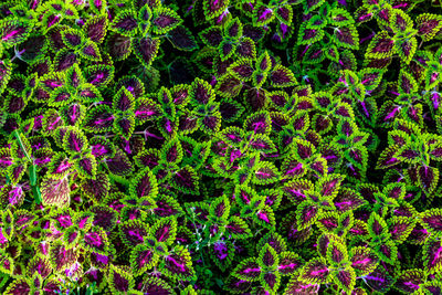 Full frame shot of flowering plants