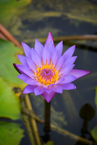 Close-up of purple water lily in lake