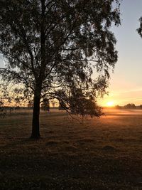 Silhouette trees on field against sky during sunset
