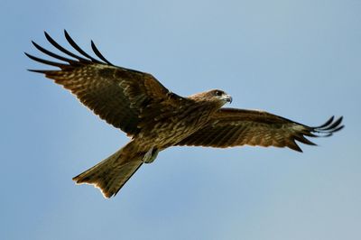 Low angle view of eagle flying