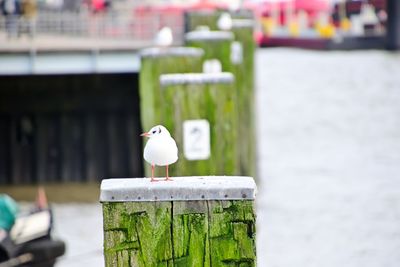 Seagull perching on wooden post