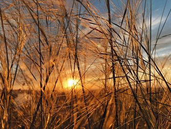 Scenic view of sunset