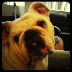 Close-up portrait of dog