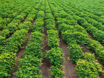 High angle view of corn field