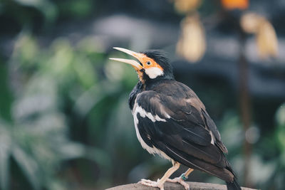 Close-up of a bird