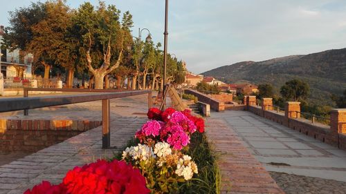 Flowers by tree against sky