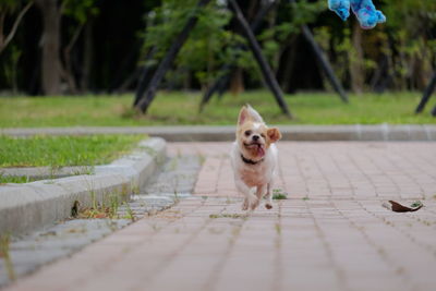 Dog in park