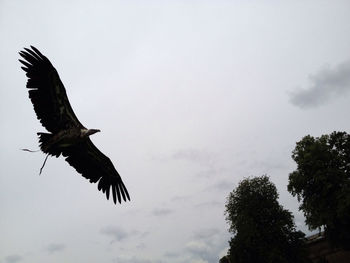 Low angle view of birds flying in sky