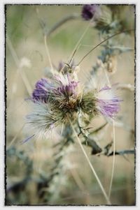 Close-up of flowers against blurred background