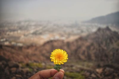 Close-up of hand holding yellow flower