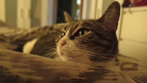 Close-up of cat looking away at home