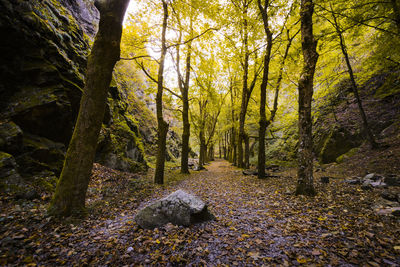 Trees growing in forest