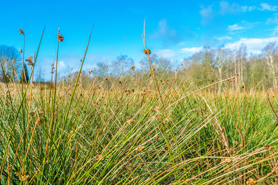 Plants growing on land against sky