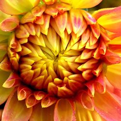 Full frame shot of flowers