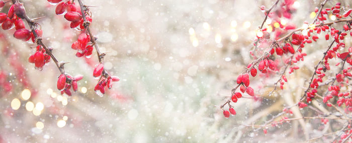 Red berries of barberry on frosty day with ice droplets. beautiful soft natural background