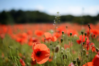 Close-up of flowers in field