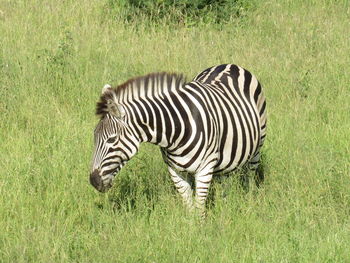 Zebra in a field